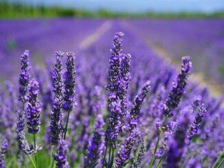 Jako v Provence se můžete cítit díky krásné aktivitě rodiny Bízových, která provozuje ve Starovičkách na Břeclavsku levandulovou farmu: pole, obchod i chráněnou dílnu.