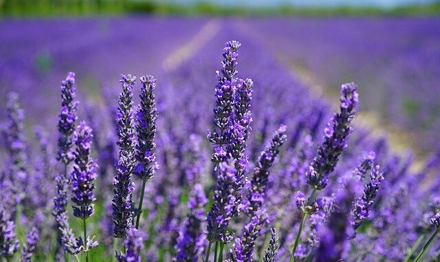 Jako v Provence se můžete cítit díky krásné aktivitě rodiny Bízových, která provozuje ve Starovičkách na Břeclavsku levandulovou farmu: pole, obchod i chráněnou dílnu.