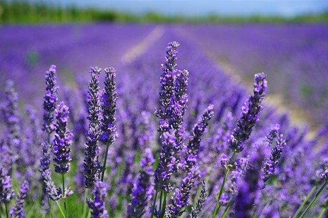 Jako v Provence se můžete cítit díky krásné aktivitě rodiny Bízových, která provozuje ve Starovičkách na Břeclavsku levandulovou farmu: pole, obchod i chráněnou dílnu.