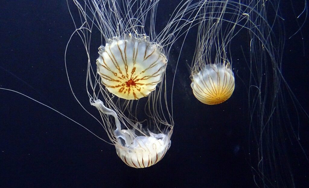 Více kamer, které snímají například medúzy.
