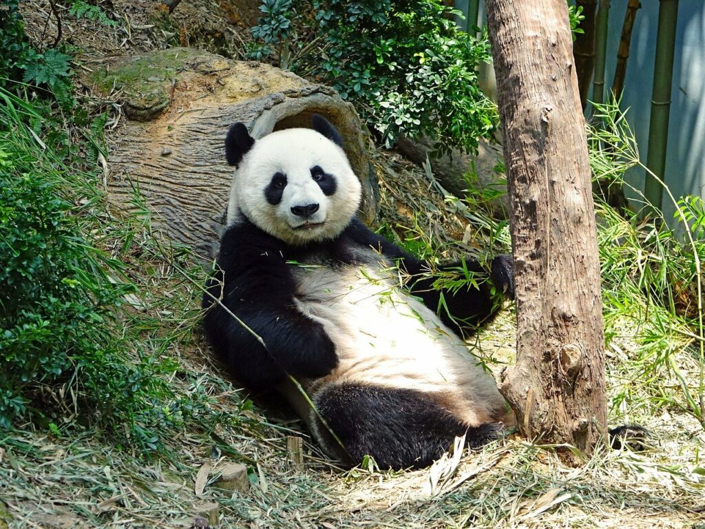 Na webových stránkách zoo v americké Atlantě najdete přímý přenos z výběhu pand .