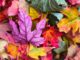 podzimní barevné listí