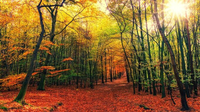 Podzimní cesta v listnatém lese. Čevené listy na zemi, žluté na stromech.