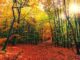 Podzimní cesta v listnatém lese. Čevené listy na zemi, žluté na stromech.