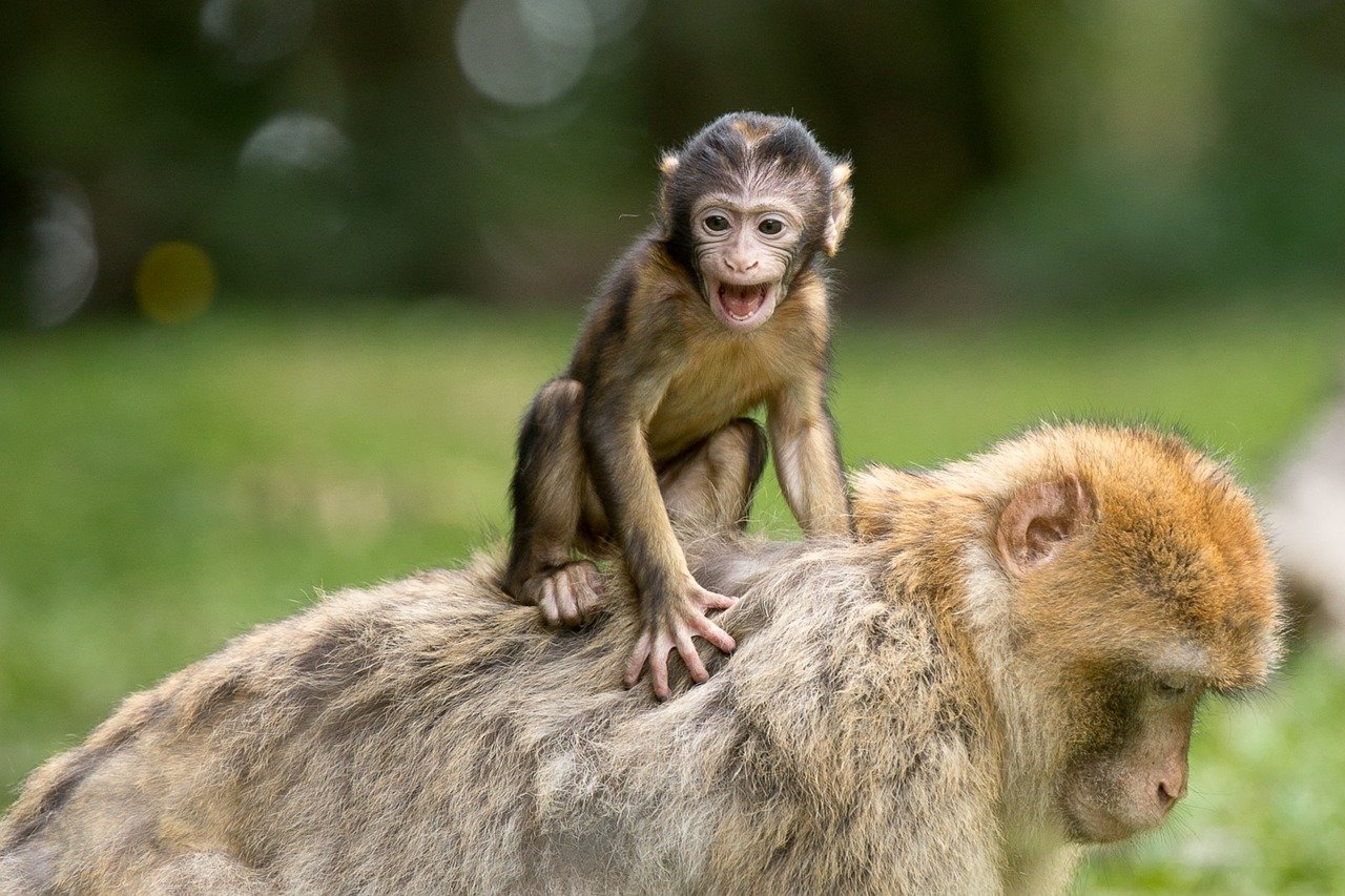 Vysílání živě, online přenosy ze zoo.