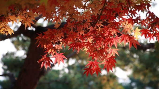 Červené listy na stromě.