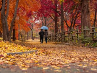 Dvojice pod modrým deštníkem se prochází podzimním parkem