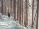 Zasněžená cesta lesem