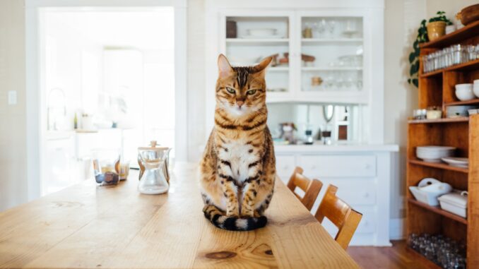 Kočka sedí na kuchyňském stole.