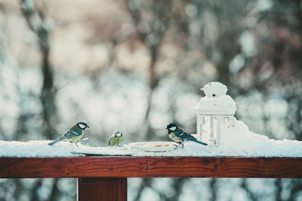 Ptáčci v zimě u krmítka