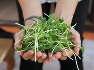 Microgreens.