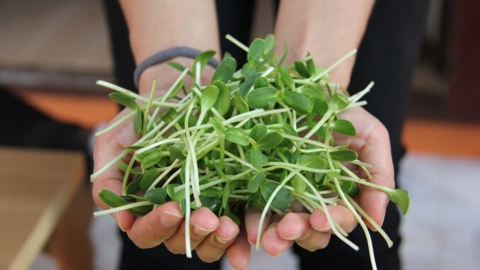 Microgreens.