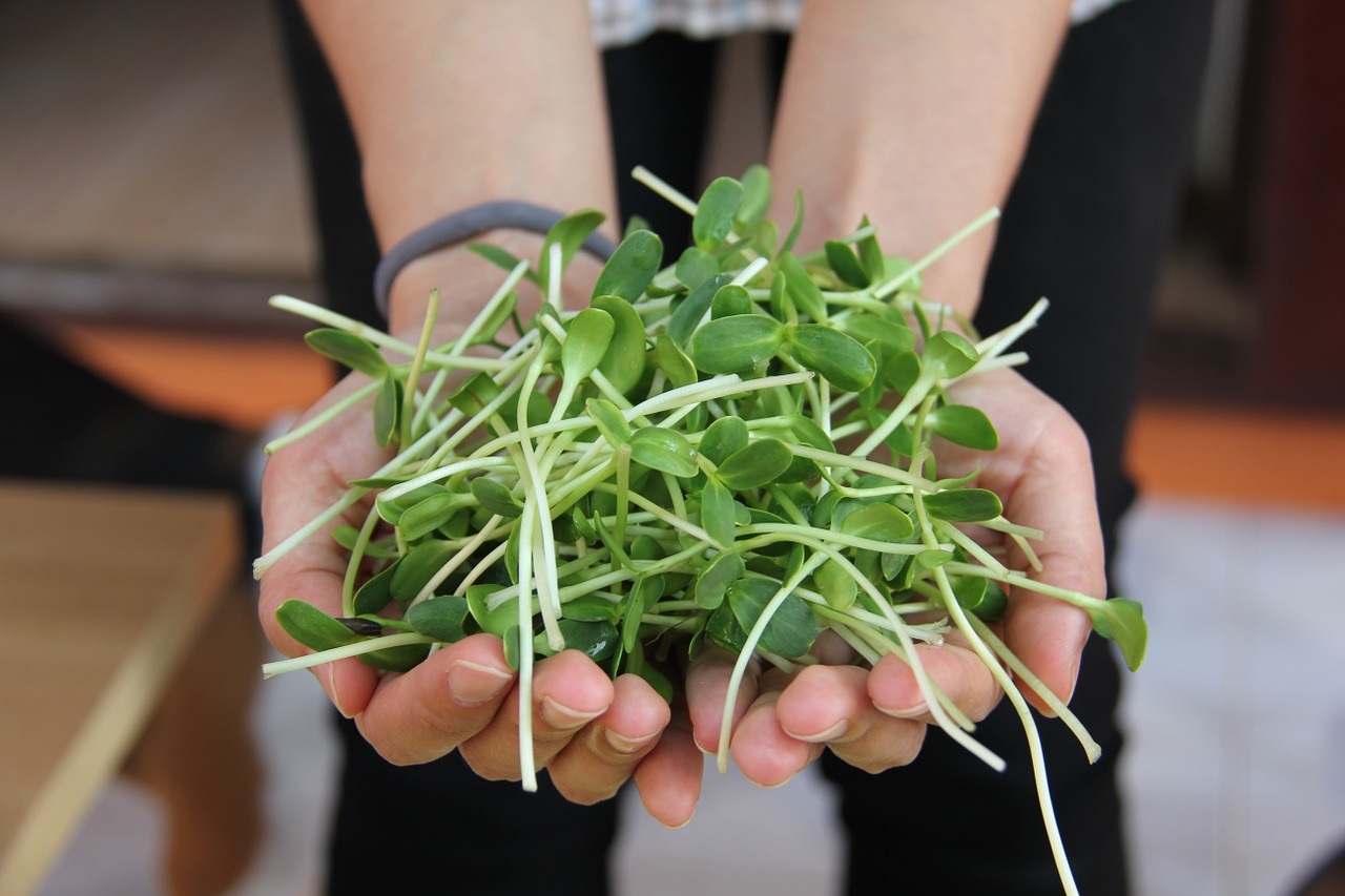 Microgreens.