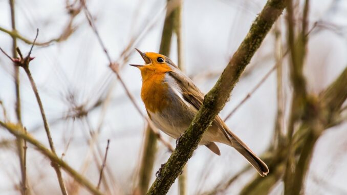 Zpívající pták na větvi.