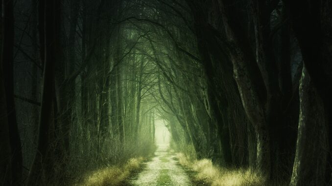 Lesní cesta temným lesem