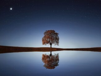 strom zrcadlící se v hladině jezera