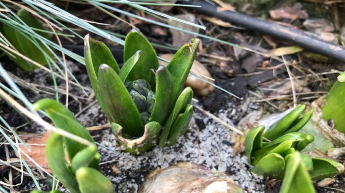 Hyacinty.