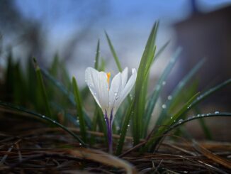 Krokus.