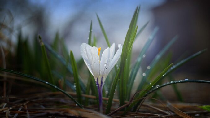 Krokus.