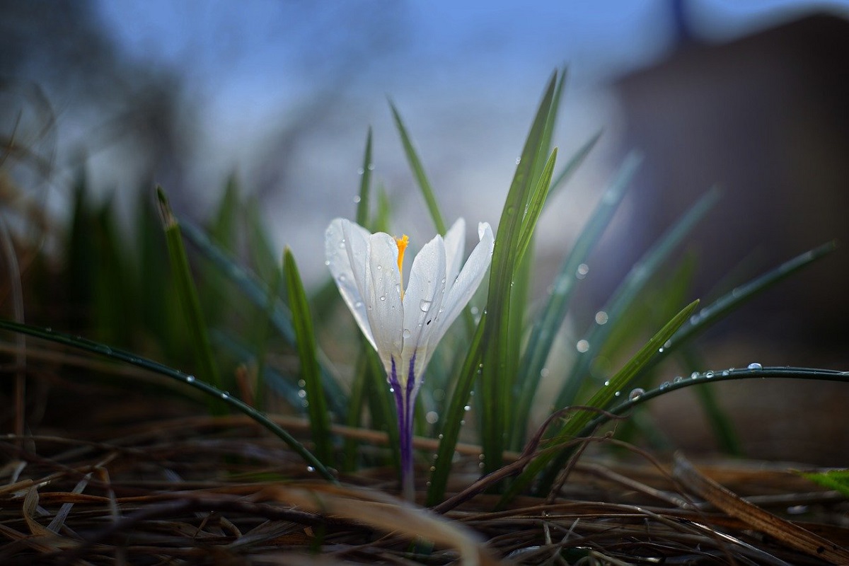 Krokus.