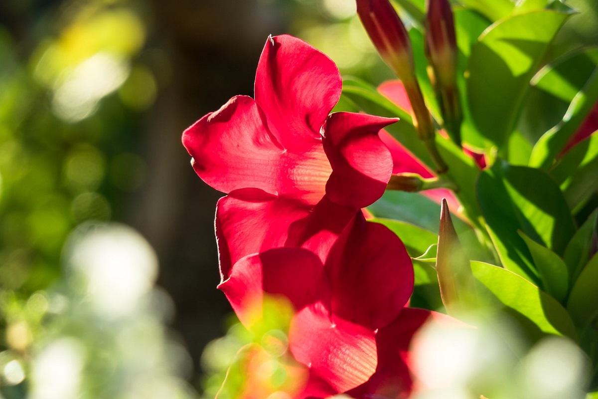 Mandevilla.