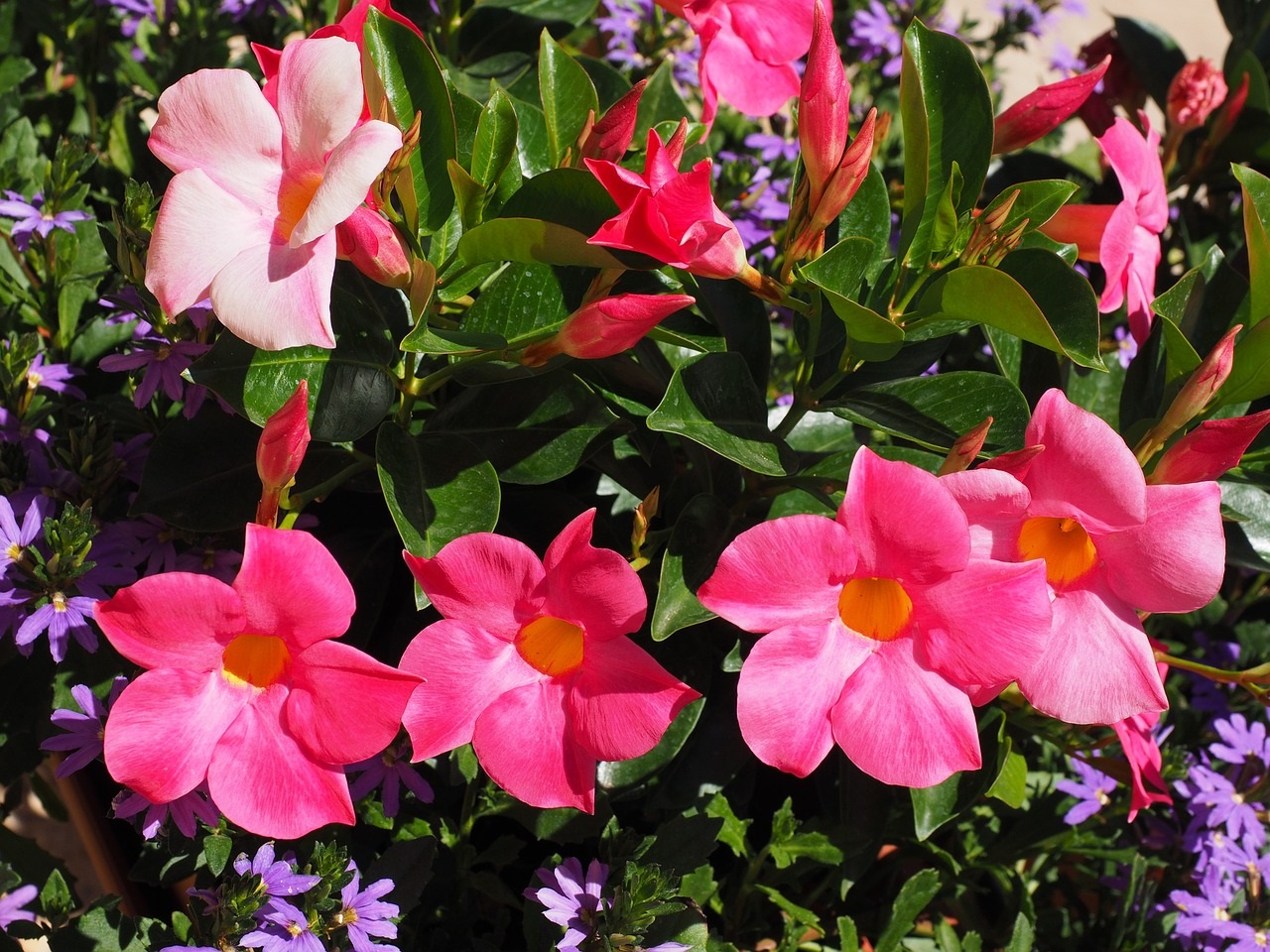 Mandevilla.