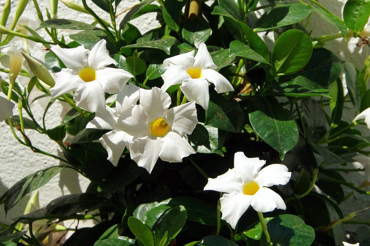 Mandevilla.