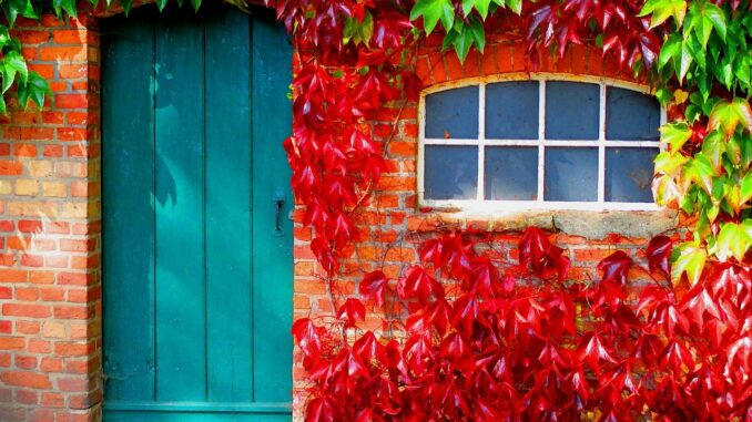 Dveře a okno ve zdi obrostlé červeným listím.