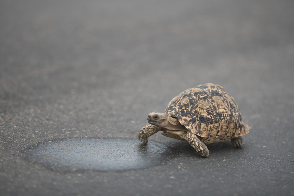 Želva kráčí po asfaltu.