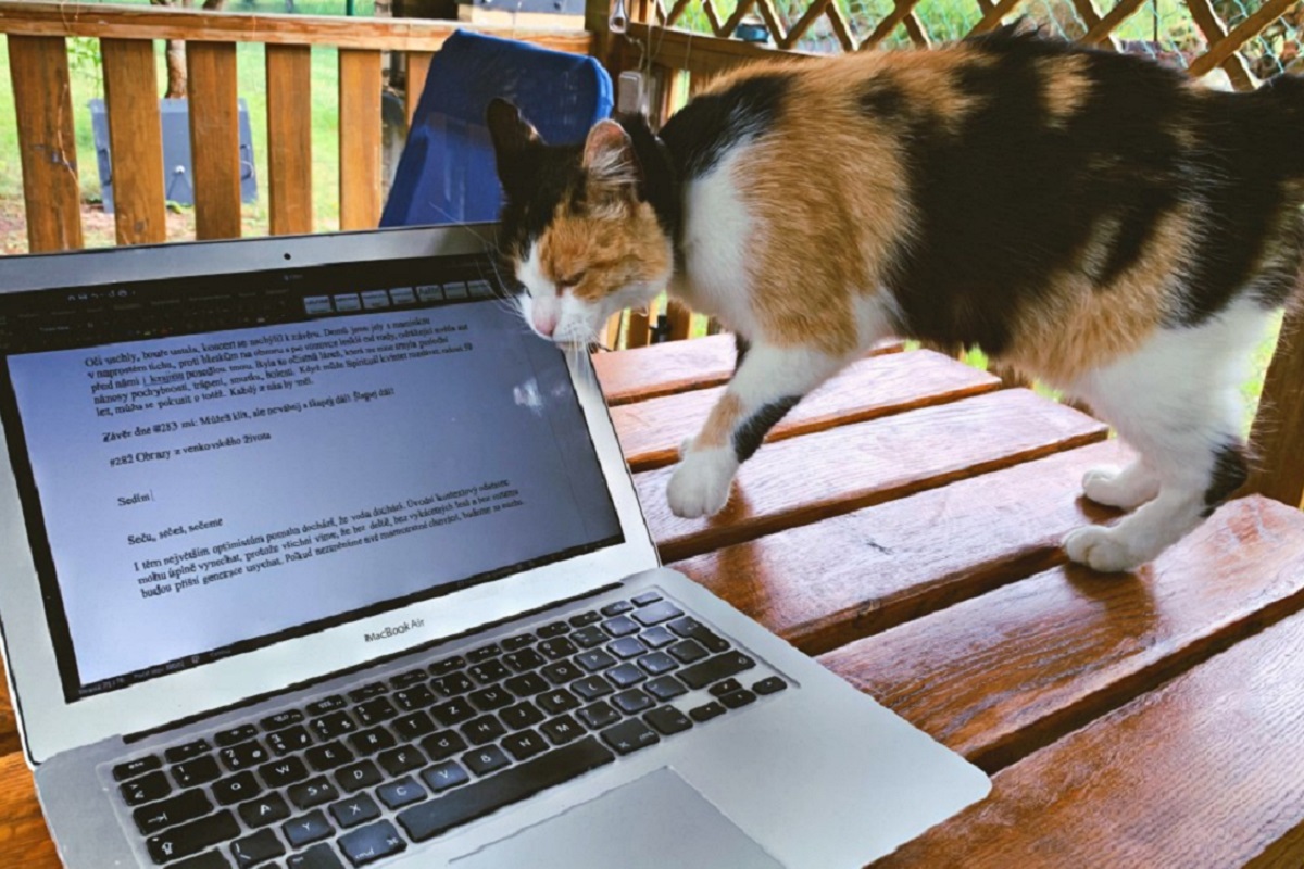 Kočka se otírá o monitor notebooku.