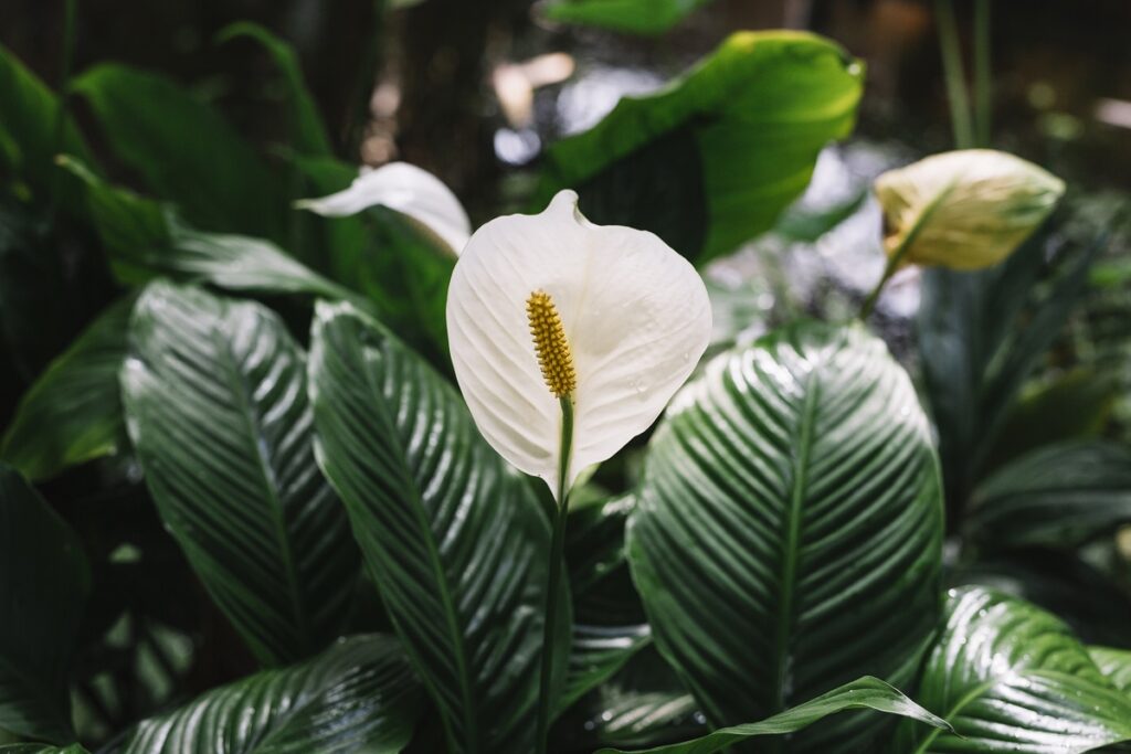 lopatkovec_spathiphyllum