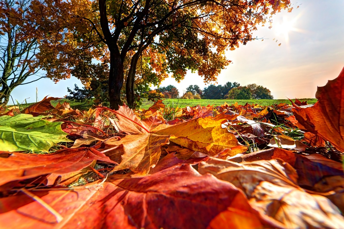 Listopad, popadané barevné listy pod stromem.