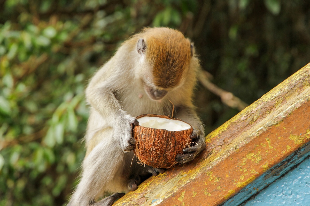 Opice s ořechem - učení