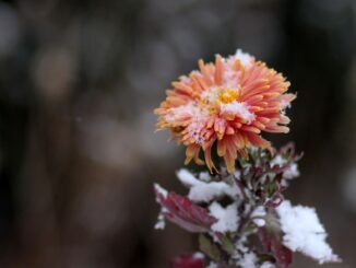 Chryzantémy: co s nimi, aby za rok znovu kvetly