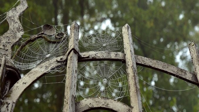 František Niedl: Pavoučí síť