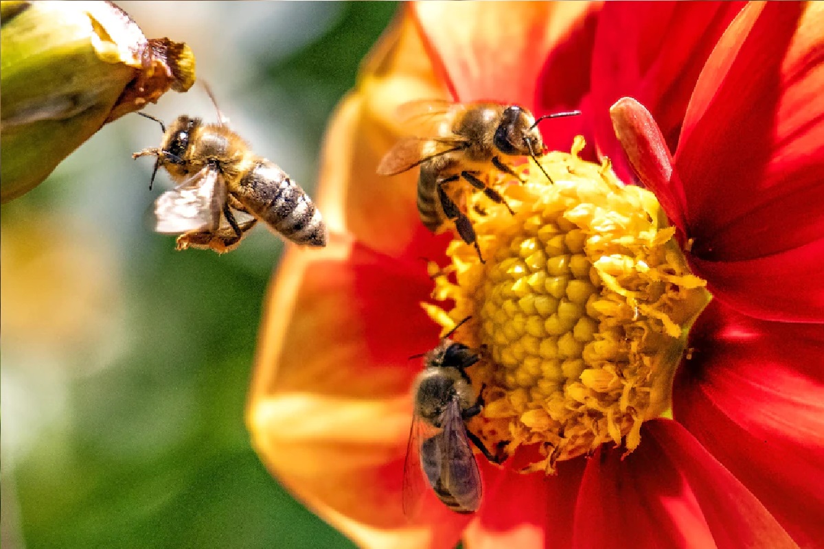 Helen Jukes: Srdce včely má pět komor