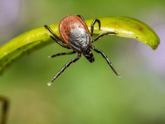 Případů klíšťové encefalitidy minulý rok přibylo, teď je vhodná doba na očkování