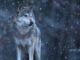 Kurt Kotrschal: Vlk – pes – člověk