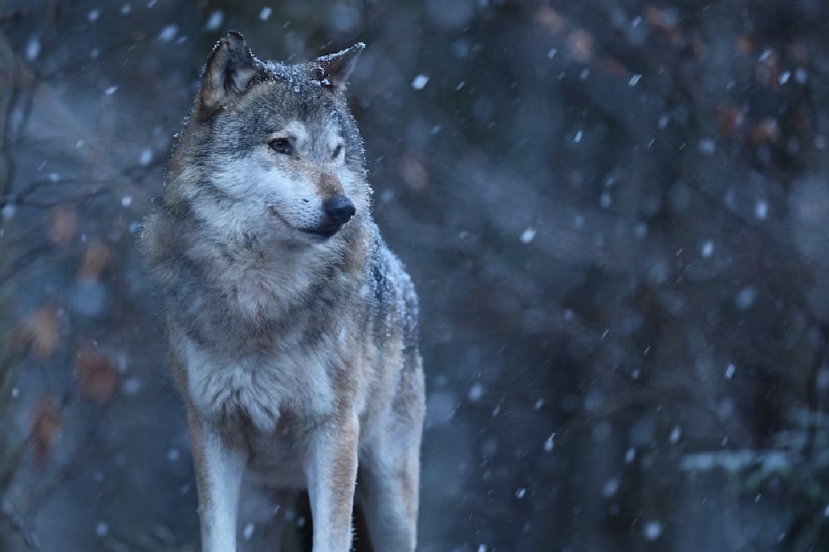 Kurt Kotrschal: Vlk – pes – člověk