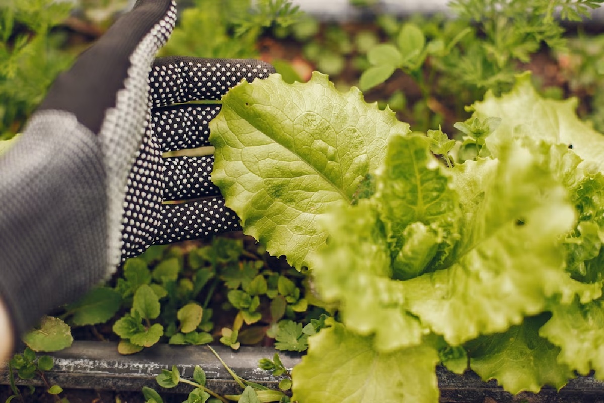 4 druhy zeleniny, které zvládnete vypěstovat i jako naprostí začátečníci