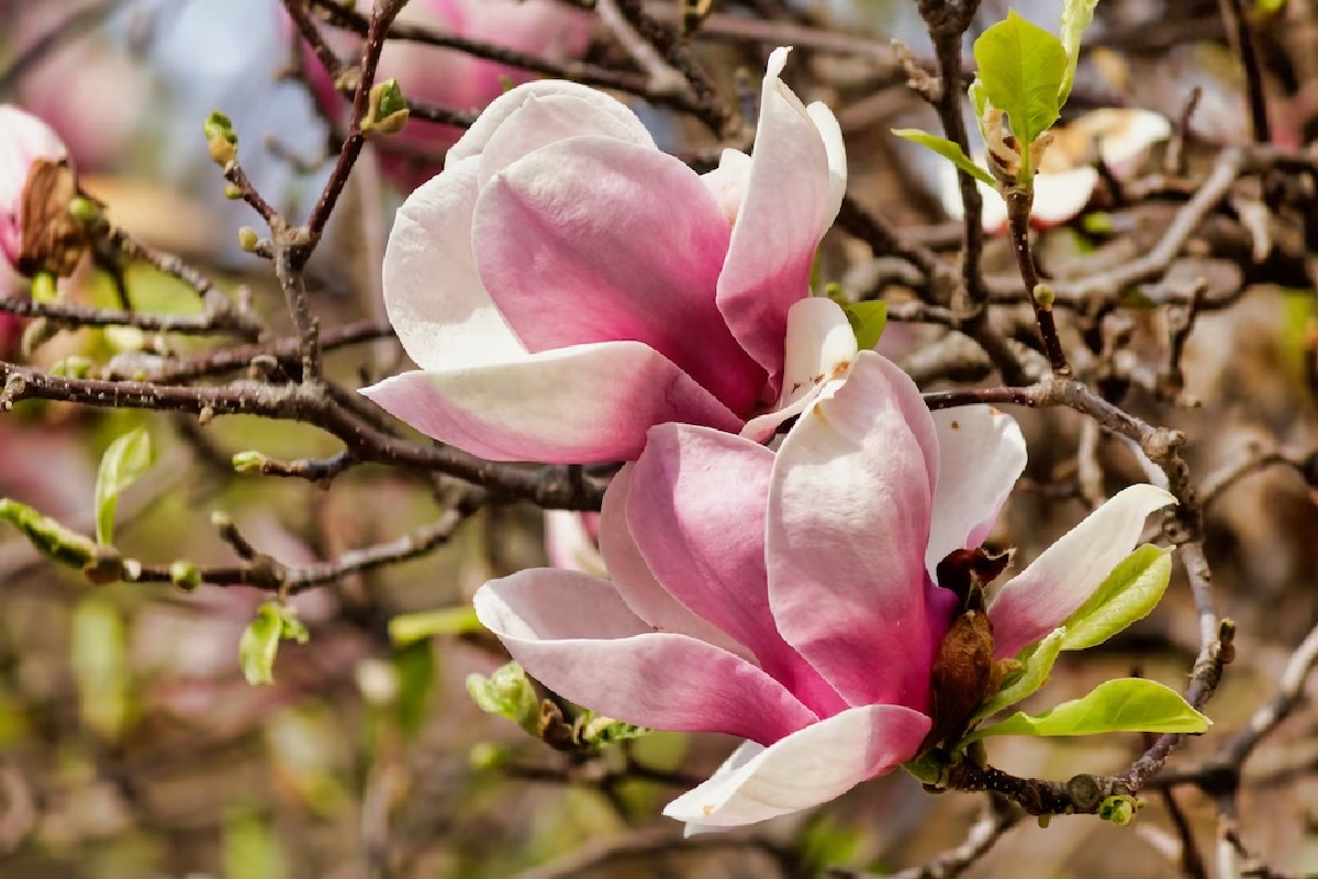 Magnolie (šácholan)