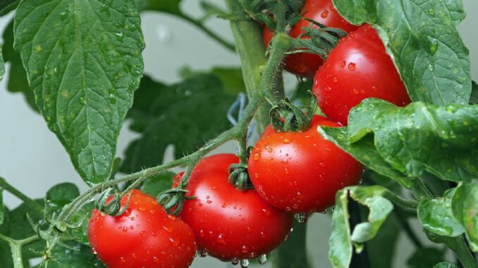 10 tipů pro krásná a zdravá rajčata