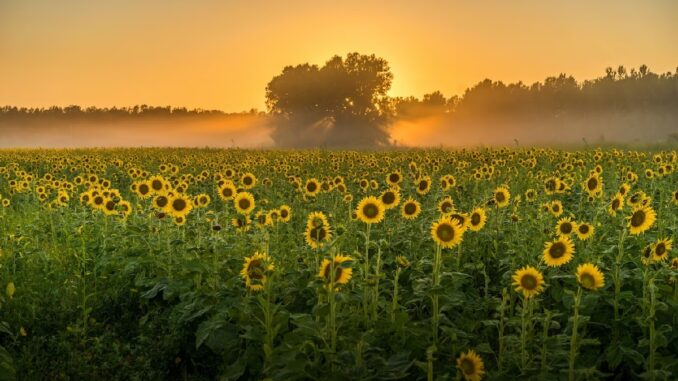 Moje Květomluva aneb Řekni to květinou - 6. díl     