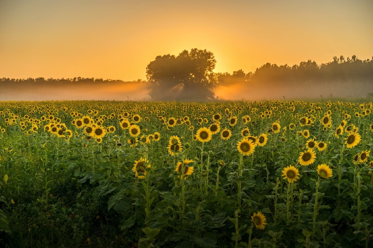Moje Květomluva aneb Řekni to květinou - 6. díl     