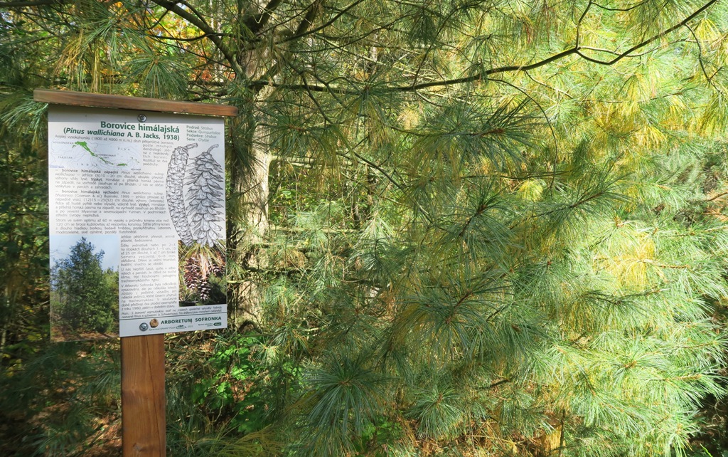 Arboretum Sofronka v Plzni