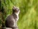 Brigitte Rauth-Widmannová: Co má kočka na mysli