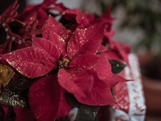 Vánoční hvězda – od aztéckých kořenů po moderní vánoční dekoraci