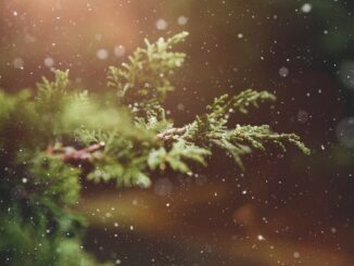 Vánoční stromek – jeho historie od germánských lesů k Buckinghamskému paláci