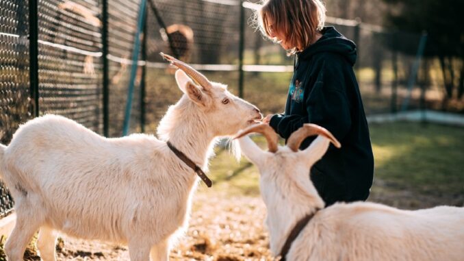 Farma Rybníček. Foto: Eliška Kadlecová. S laskavým svolením Nely Kyselové.