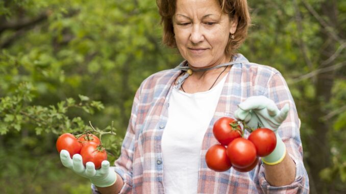 elder-woman-holding-bunch-tomatoes